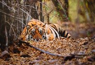 Bad Boy of the Forest Panorama by Thomas Mangelsen - 0 Bad Boy of the Forest Panorama by Thomas Mangelsen - 0
