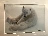 Snowflake - Polar Bear Cub 1993 Panorama by Thomas Mangelsen - 2