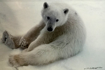 Snowflake - Polar Bear Cub 1993 Panorama - Thomas Mangelsen Snowflake - Polar Bear Cub 1993 Panorama - Thomas Mangelsen