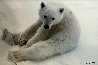 Snowflake - Polar Bear Cub 1993 Panorama by Thomas Mangelsen - 0