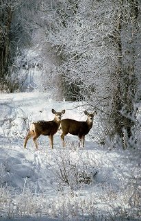 December Deer Panorama - Thomas Mangelsen December Deer Panorama - Thomas Mangelsen
