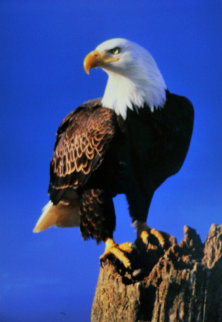 Lookout: Bald Eagle Panorama - Thomas Mangelsen Lookout: Bald Eagle Panorama - Thomas Mangelsen