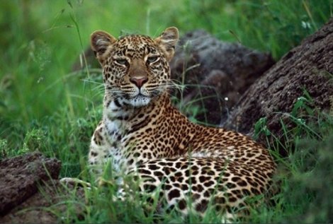 African Nightfall: Leopard 1987 Panorama - Thomas Mangelsen