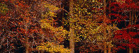 Colors of the Smokies - Huge Panorama by Thomas Mangelsen - 1 Colors of the Smokies - Huge Panorama by Thomas Mangelsen - 1