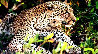Eye of the  Leopard 2010 Panorama by Thomas Mangelsen - 0