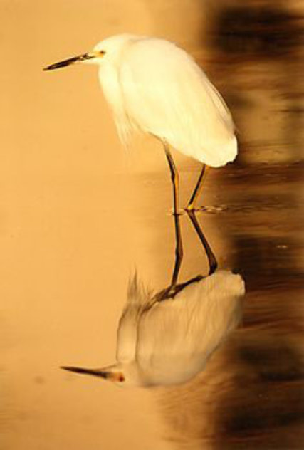Reflections - Snowy Egret 1995 Panorama by Thomas Mangelsen