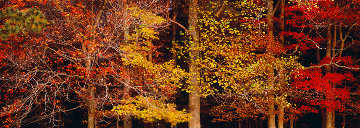 Colors of the Smokies - Super Huge Panorama - Thomas Mangelsen Colors of the Smokies - Super Huge Panorama - Thomas Mangelsen