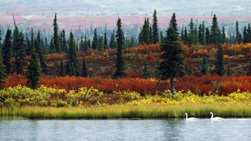 Indian Summer - Tundra Swan 1986 Huge Panorama - Thomas Mangelsen Indian Summer - Tundra Swan 1986 Huge Panorama - Thomas Mangelsen