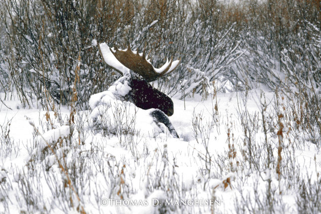 Shelter in the Willows 1988 - Moose Panorama by Thomas Mangelsen