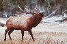 Bugling Elk Panorama by Thomas Mangelsen - 0