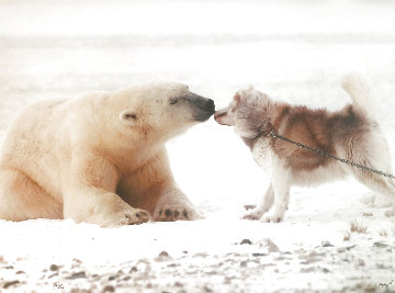 Polar Kiss Panorama - Thomas Mangelsen Polar Kiss Panorama - Thomas Mangelsen