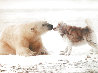 Polar Kiss Panorama by Thomas Mangelsen - 0