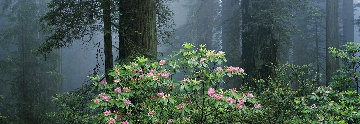 Among the Redwoods Panorama - Thomas Mangelsen Among the Redwoods Panorama - Thomas Mangelsen