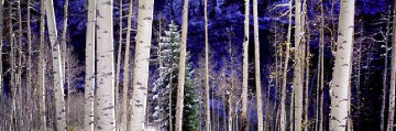 White River Aspens 1.5M Super Huge Panorama - Thomas Mangelsen White River Aspens 1.5M Super Huge Panorama - Thomas Mangelsen