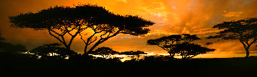 Land of the Rising Sun Panorama - Thomas Mangelsen Land of the Rising Sun Panorama - Thomas Mangelsen