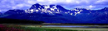 Glacier Travellers: Brown Bear Huge Panorama - Thomas Mangelsen Glacier Travellers: Brown Bear Huge Panorama - Thomas Mangelsen