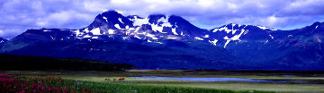 Glacier Travellers: Brown Bear  Huge 2M - Alaska Panorama - Thomas Mangelsen