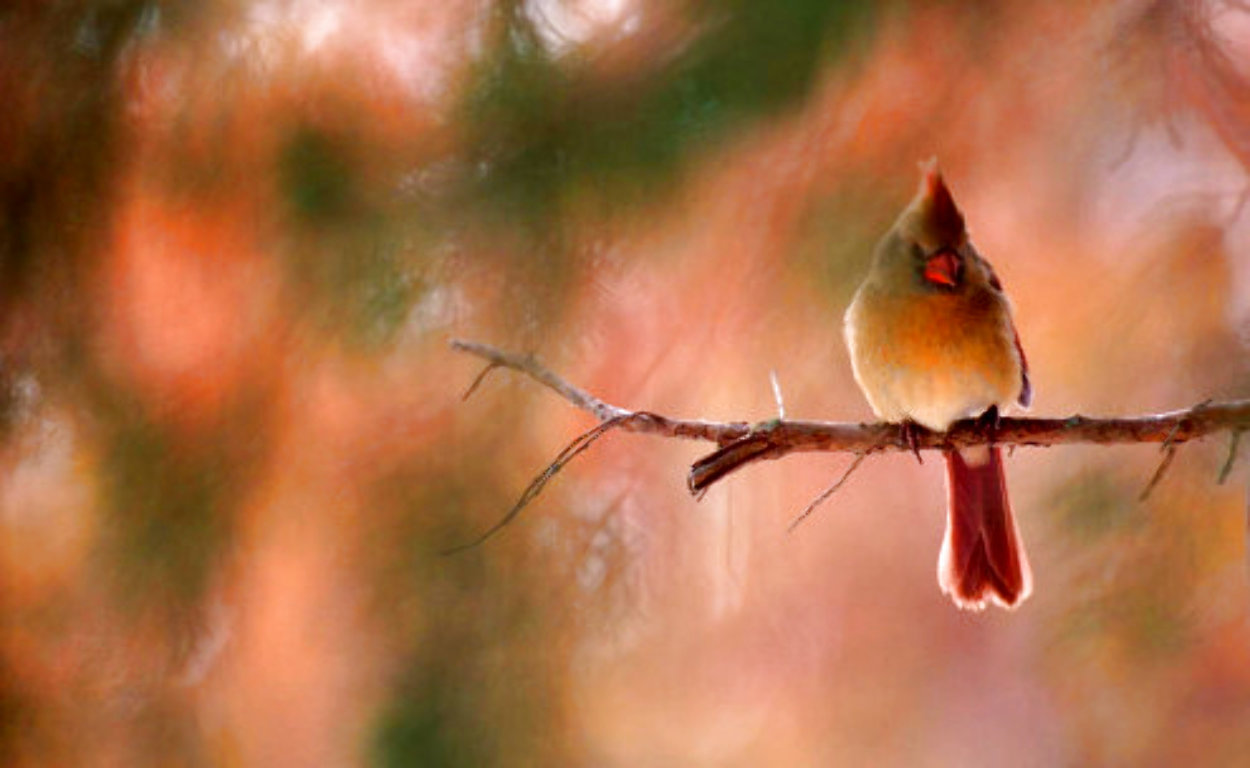 Limb - Female Cardinal 2003 Panorama by Thomas Mangelsen Limb - Female Cardinal 2003 Panorama by Thomas Mangelsen