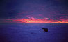Polar Blaze Panorama by Thomas Mangelsen - 0