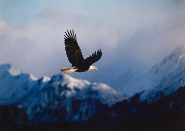 High Country Flight 1995 Panorama - Thomas Mangelsen High Country Flight 1995 Panorama - Thomas Mangelsen