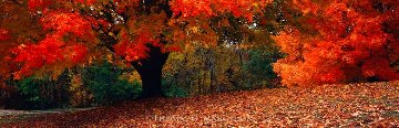 Walk in the Woods Super Huge Panorama - Thomas Mangelsen Walk in the Woods Super Huge Panorama - Thomas Mangelsen