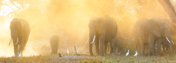 3121 Daybreak on Amboseli Super Huge Panorama - Thomas Mangelsen 3121 Daybreak on Amboseli Super Huge Panorama - Thomas Mangelsen