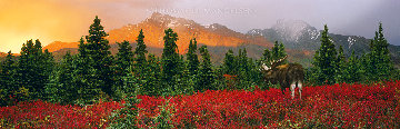 A Change of Seasons Panoramic 27.5x73.5 in 1999 Panorama - Thomas Mangelsen A Change of Seasons Panoramic 27.5x73.5 in 1999 Panorama - Thomas Mangelsen
