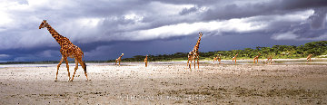 Rainwalk 2002 Huge Panorama - Thomas Mangelsen Rainwalk 2002 Huge Panorama - Thomas Mangelsen