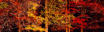Colors of the Smokies 2004 Super Huge Panorama - Thomas Mangelsen Colors of the Smokies 2004 Super Huge Panorama - Thomas Mangelsen