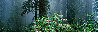 Under the Redwoods 1.1M - Huge -  Redwoods NP, California Panorama by Thomas Mangelsen - 0