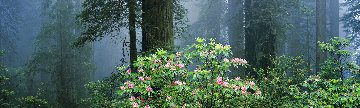 Under the Redwoods Panorama - Thomas Mangelsen Under the Redwoods Panorama - Thomas Mangelsen