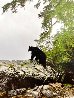 Guardian of Knight Inlet Panorama by Thomas Mangelsen - 2