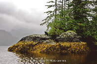 Guardian of Knight Inlet Panorama by Thomas Mangelsen - 0 Guardian of Knight Inlet Panorama by Thomas Mangelsen - 0