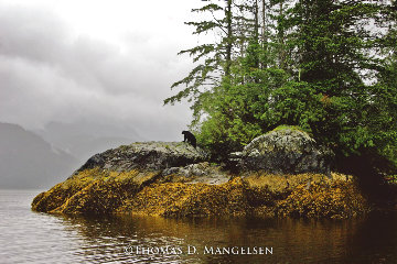 Guardian of Knight Inlet Panorama - Thomas Mangelsen Guardian of Knight Inlet Panorama - Thomas Mangelsen