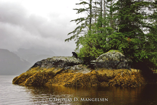 Guardian of Knight Inlet Panorama by Thomas Mangelsen