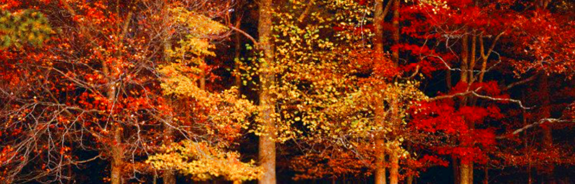 Colors of the Smokies 2M  Huge - Mural Size Panorama by Thomas Mangelsen