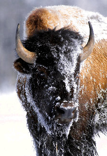 Native American Bison 1992 Huge Panorama - Thomas Mangelsen Native American Bison 1992 Huge Panorama - Thomas Mangelsen