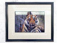 Survivor - Bengal Tiger Panorama by Thomas Mangelsen - 3