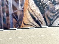 Survivor - Bengal Tiger Panorama by Thomas Mangelsen - 1