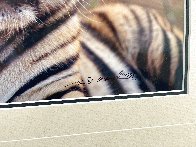 Survivor - Bengal Tiger Panorama by Thomas Mangelsen - 2