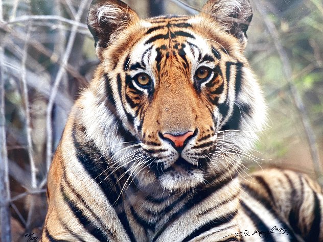Survivor - Bengal Tiger Panorama by Thomas Mangelsen