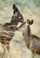 Mule Deer and Fawn 1992 Panorama by Thomas Mangelsen - 0 Mule Deer and Fawn 1992 Panorama by Thomas Mangelsen - 0