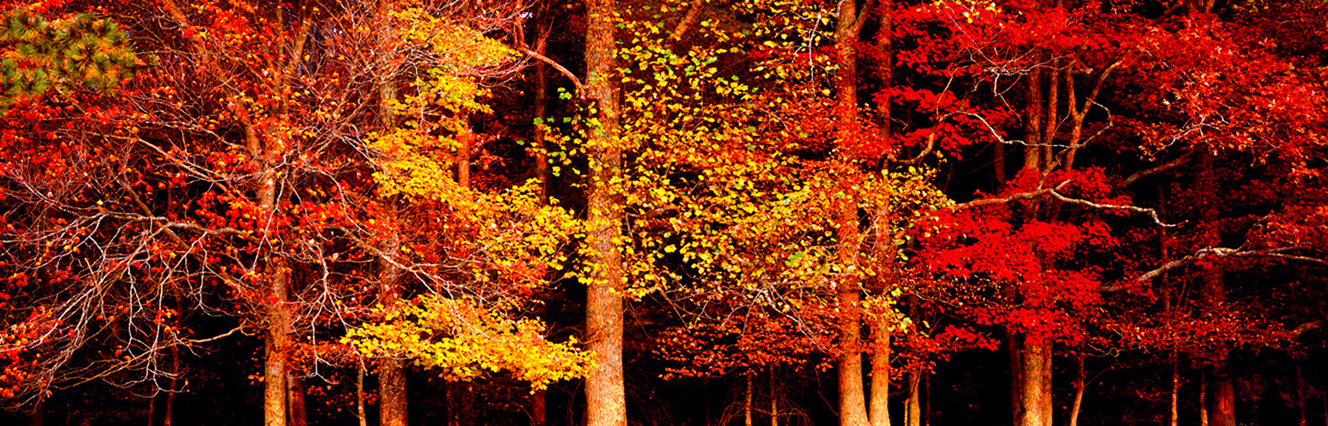 Colors of the Smokies 2000 Huge 2M Huge Panorama by Thomas Mangelsen Colors of the Smokies 2000 Huge 2M Huge Panorama by Thomas Mangelsen