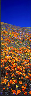 Rebirth of Tehachapi 2003 Huge 1M  Panorama - Thomas Mangelsen