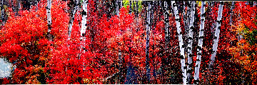 Colors of the Canyon 1.5M  2007 Hugec Panorama - Thomas Mangelsen