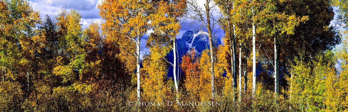 Autumn Awakening 2004 2M - Huge Mural Size - Grand Teton National Park, Wyoming Panorama by Thomas Mangelsen