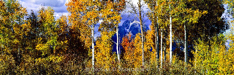 Autumn Awakening 2004 2M - Huge Mural Size - Grand Teton National Park, Wyoming Panorama - Thomas Mangelsen