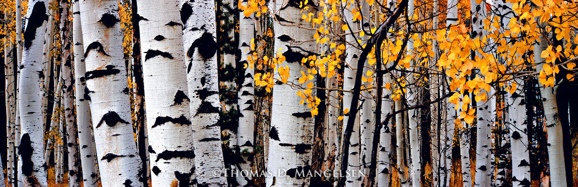 Time of Falling Leaves 2009 - Huge Panorama by Thomas Mangelsen