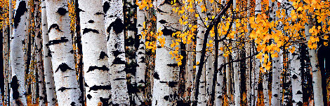 Time of Falling Leaves 2009 - Huge Panorama - Thomas Mangelsen