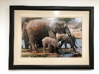A Cool Drink - Huge Panorama by Thomas Mangelsen - 1 A Cool Drink - Huge Panorama by Thomas Mangelsen - 1